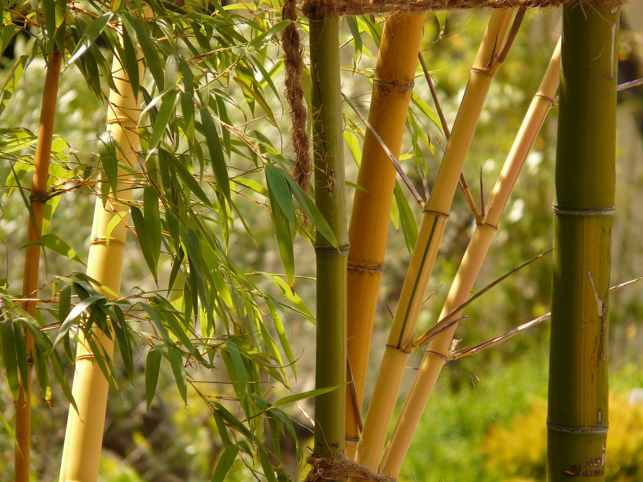 How to Plant and Grow Bamboo